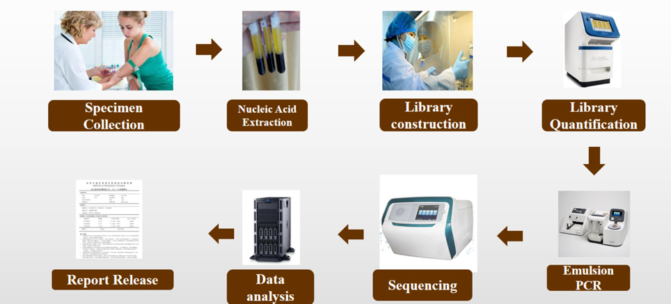 Workflow of Fetal Chromosomal Aneuploidy and Microdeletions/ Microduplications Detection (NIPT-Plus)