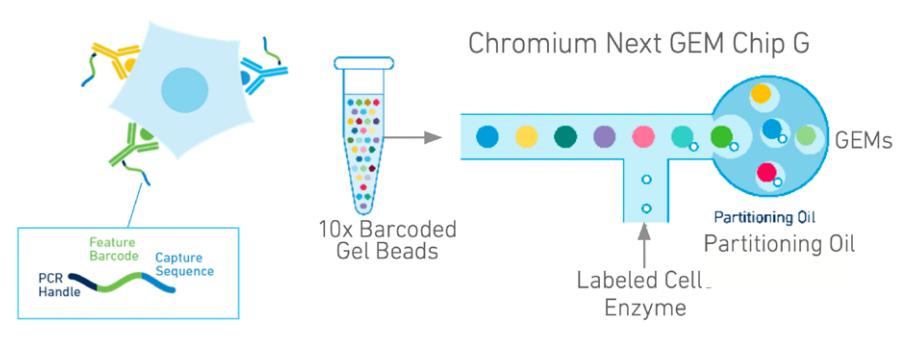 10x_Feature_Barcode_Experiment_Process.jpg