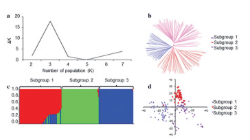 Structural Analysis on 166 Wheat Populations