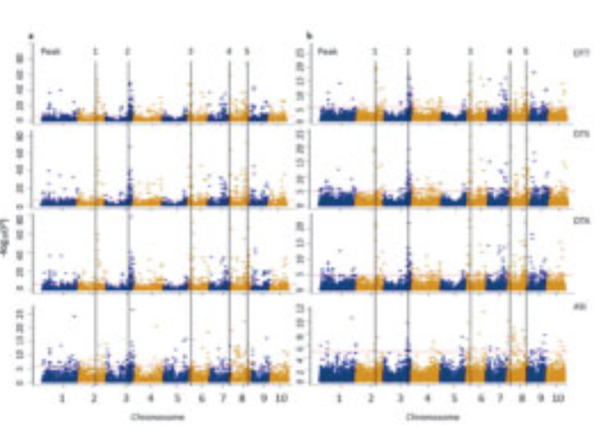 Five Significant Related Regions in the Genome  Obtained through GWAS on Four Flowering Traits of MHP Population