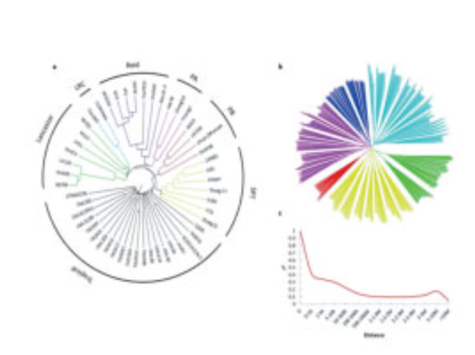 NJ Tree Graph of 51 Parental Inbred Lines and 724 Multi-line Hybrid Populations and LD Attenuation Diagram of the Whole Genome