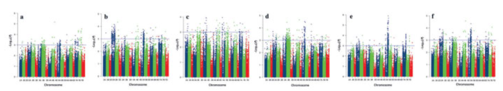 Genome Wide Association Study (GWAS) on Black Point Disease Resistance of 166 Wheat Cultivars by Using the Mixed Linear Model (MLM) of Tasselv5.0 Software